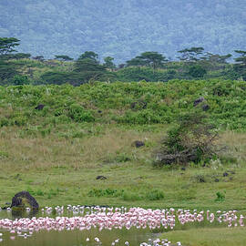 Flamingos at the Foot of the Mountain by Mary Lee Dereske