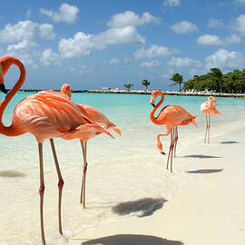 Flamingos On The Beach by Vanwyckexpress