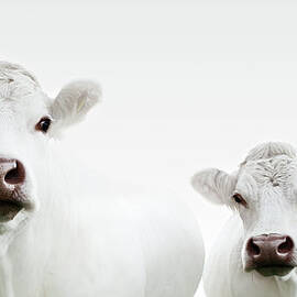 Flock Of Cows by Jojo1 Photography