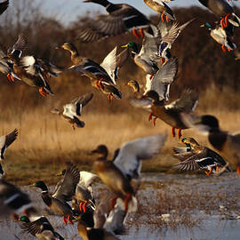 Flock Of Mallard Ducks Anas by Art Wolfe