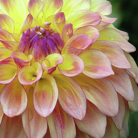 DAHLIA FANTASY by Randall Dill
