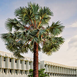 Florida, Boca Raton, Bric (boca Raton Industrial Campus. Developed In The 1960's By Ibm) by Laura Diez