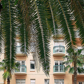 Florida, Boca Raton, Mizner Park, Tropical Palm Tree Facing Pink Building by Laura Diez