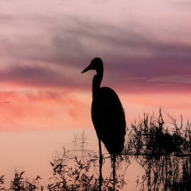 Florida, Boynton Beach, Arthur R. Marshall National Wildlife Refuge, Great Blue Heron by Laura Diez