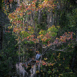 Florida Fall Colors  by Steven Sparks