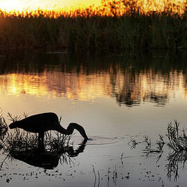 Florida, South Florida, Great Blue Heron At Everglades by Laura Diez