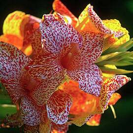 Flower by Ferruccio Carassale
