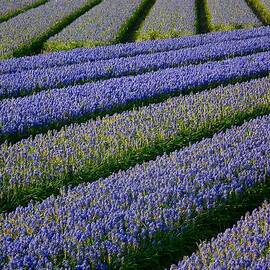 Flower Fields In Holland by Frans Sellies