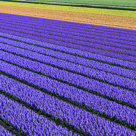 Flower Fields In Spring In Holland by Frans Sellies
