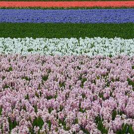 Flower Fields In The Netherlands by Frans Sellies