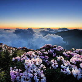 Flowers And Sea Of Clouds by Samyaoo