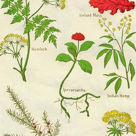 Flowers Hemlock, Iceland Moss by Print Collector