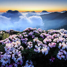 Flowers In High Mountains by Samyaoo