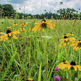 Flowers of the Field, Cades Cove by Marcy Wielfaert