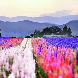 Flowers Tulips In Rows In Fields by John B. Mueller Photography