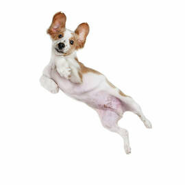 Flying Puppy by Retales Botijero