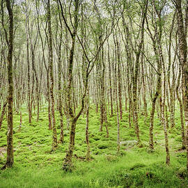 For Ireland Rare Piece Of Wood Around Glendalough Monastic Site, County Wicklow, Ireland, Europe by Günther Bayerl