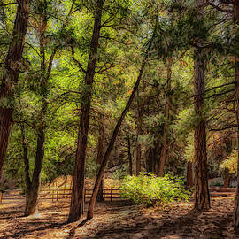 Forest Light II by Alison Frank