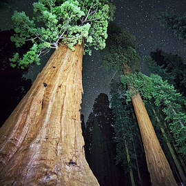 Forest Of Giant Trees by Maurizio Rellini