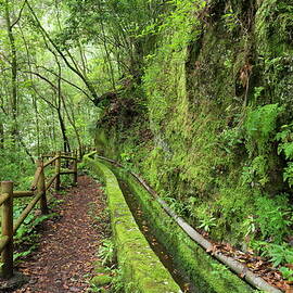 Forest Path, Canary Islands Spain by Rainer Mirau
