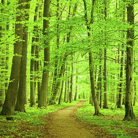 Forest Path by Nikada