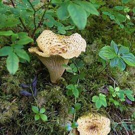 Forest With Mushrooms, Olympic Nationalpark, Washington, Usa by Konrad Wothe