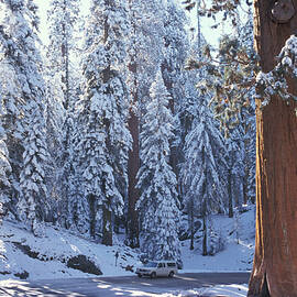 Forest With Snow by Heeb Photos