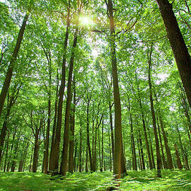 Forest With Sun Behind by Sylvain Sonnet