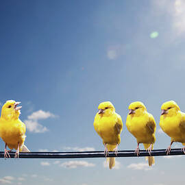 Four Canaries On Wire, One Bird Chirping by Pm Images