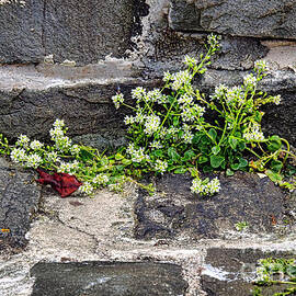 Fragile and Strong by Olivier Le Queinec