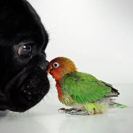 French Bulldog And Lovebird by Mascotas Y Varios