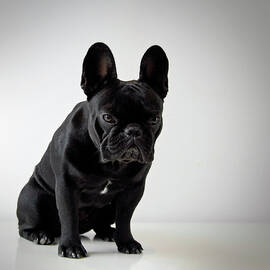 French Bulldog by Mascotas Y Varios