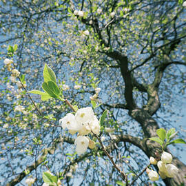 Fresh Cherry Blossom by Georgeclerk