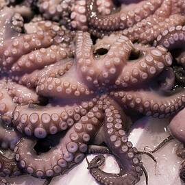 Fresh Octopus At A Ortigia Market In Siracusa Sicily by Poplis, Paul