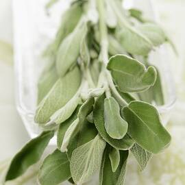 Fresh Sage In A Glass Tray by Alain Caste
