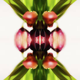 Fritillaria Flower by Silvia Otte