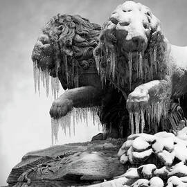 Frozen Lions by Fotografias De Rodolfo Velasco