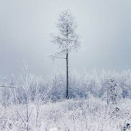Frozen tree by Toni Heikkinen