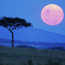 Full Moon Rising Above Tree, Savanna by Paul Souders