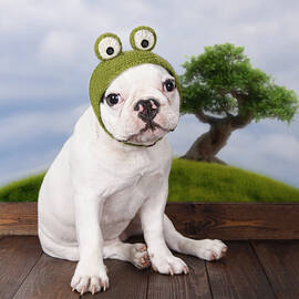 Funny French Bulldog Puppy by Maika 777