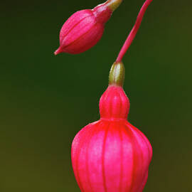 Fuschia Buds by Laszlo Podor