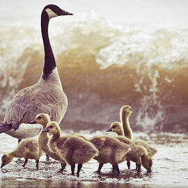 Gaggle by Photogodfrey