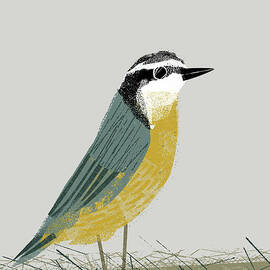 Garden Bird Nuthatch by Chris Madden