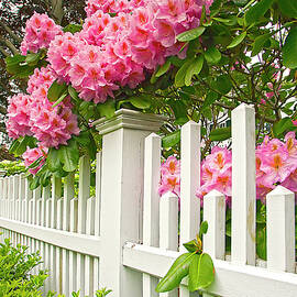 Garden With Fence, Newport, Ri by Claudia Uripos