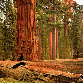 General Grant Grove Trees by Pgiam
