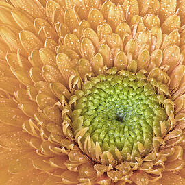 Gerbera Daisy Closeup by Susan Candelario