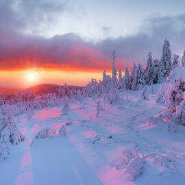 Germany, Baden-wurttemberg, Black Forest, Snow-covered Spruce Trees On The Hornisgrinde, National Park by Cornelia Dorr