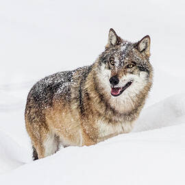 Germany, Bavaria, Bayern, Lower Bavaria, Bavarian Forest, European Grey Wolf, Bavarian Forest National Park by Marco Arduino