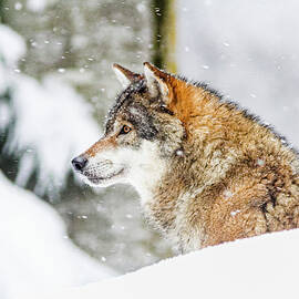 Germany, Bavaria, Bayern, Lower Bavaria, Bavarian Forest, Portrait Of An European Grey Wolf (canis Lupus Lupus) by Marco Arduino