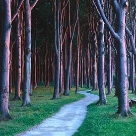 Germany, Ghost Forest Of Nienhagen by Reinhard Schmid